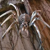 Giant Spider Skeleton Halloween Decoration