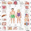 Larsen The Body 35 Piece Children's Educational Jigsaw Puzzle