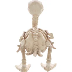 Skeleton Duck Decoration